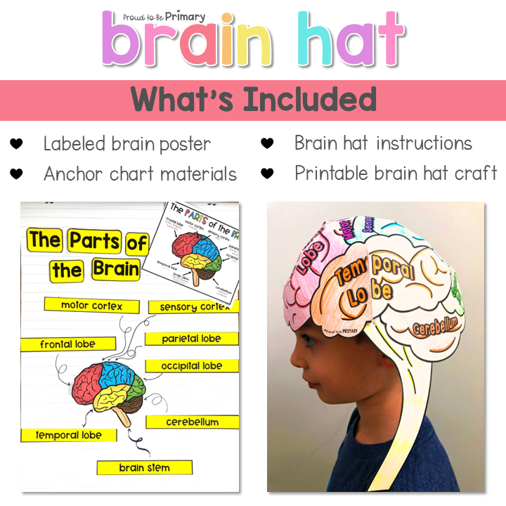 Human Parts of the Brain Wearable Hat Craft - Science & Growth Mindset Lessons