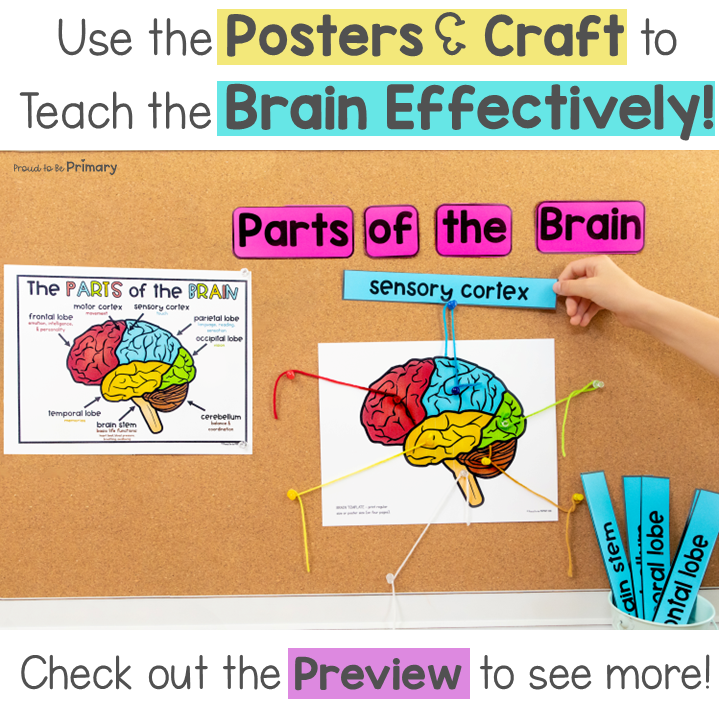 Human Parts of the Brain Wearable Hat Craft - Science & Growth Mindset Lessons